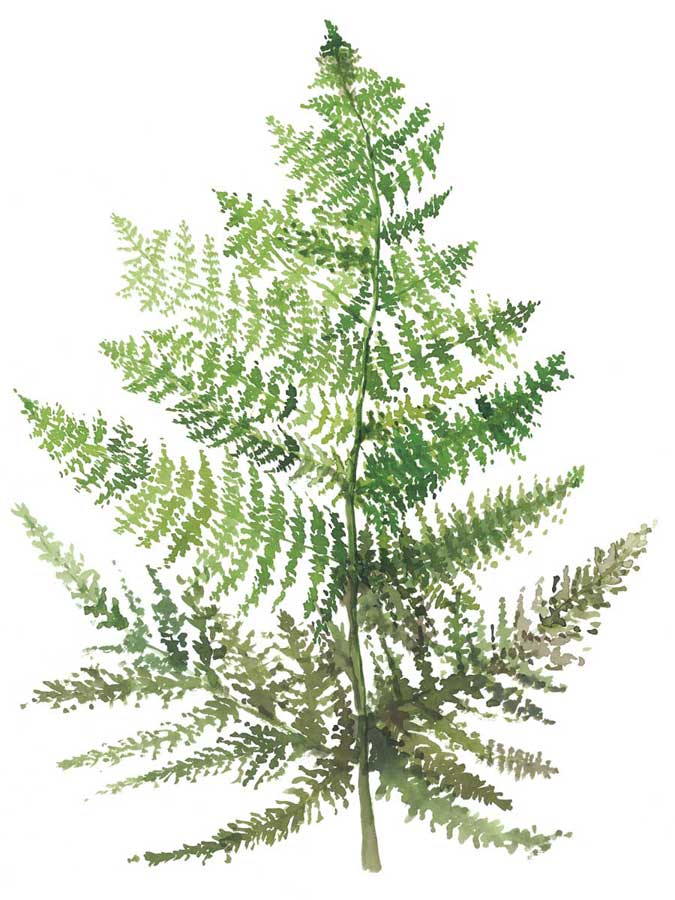 Wild Greens I by artist  Rebecca Meyers