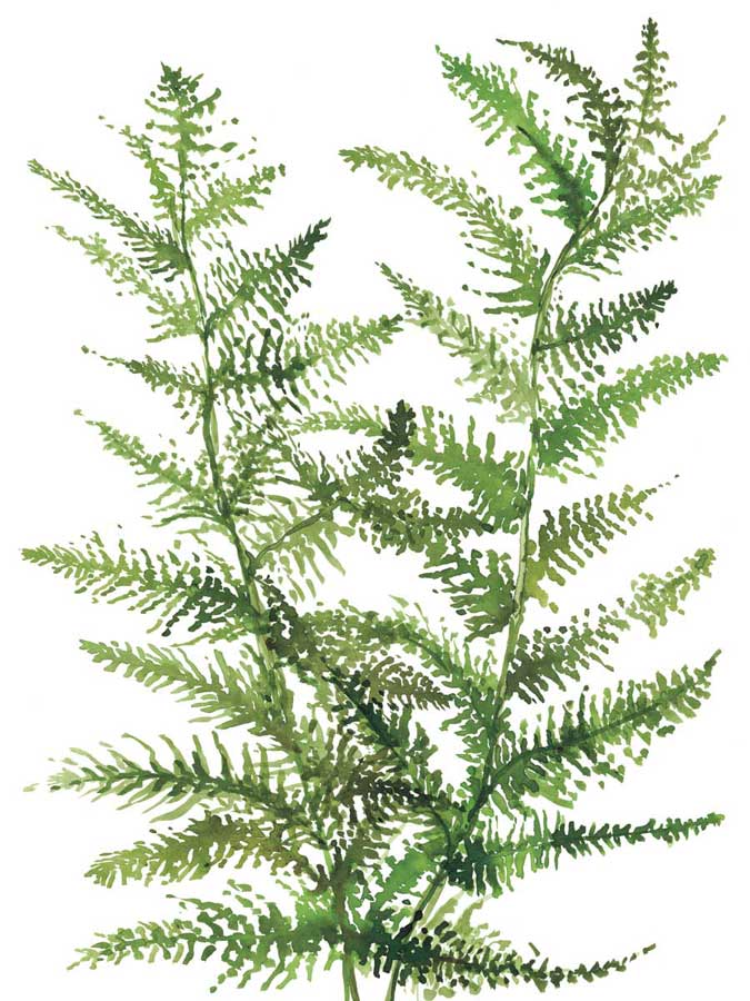 Wild Greens II by artist  Rebecca Meyers