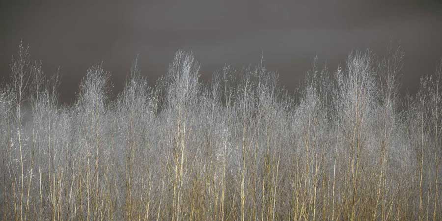 Silver Forest by artist  Assaf Frank