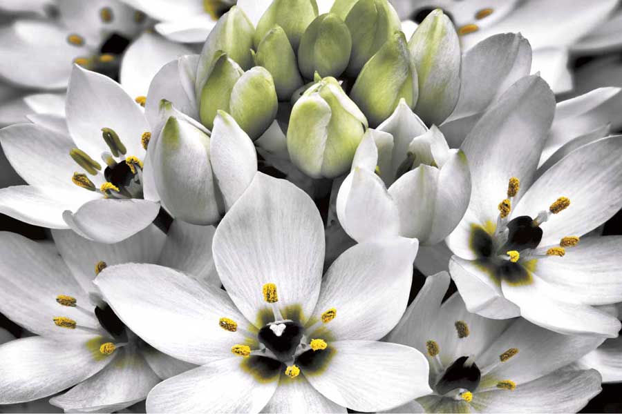 Blooming Stars by artist  Dennis Frates