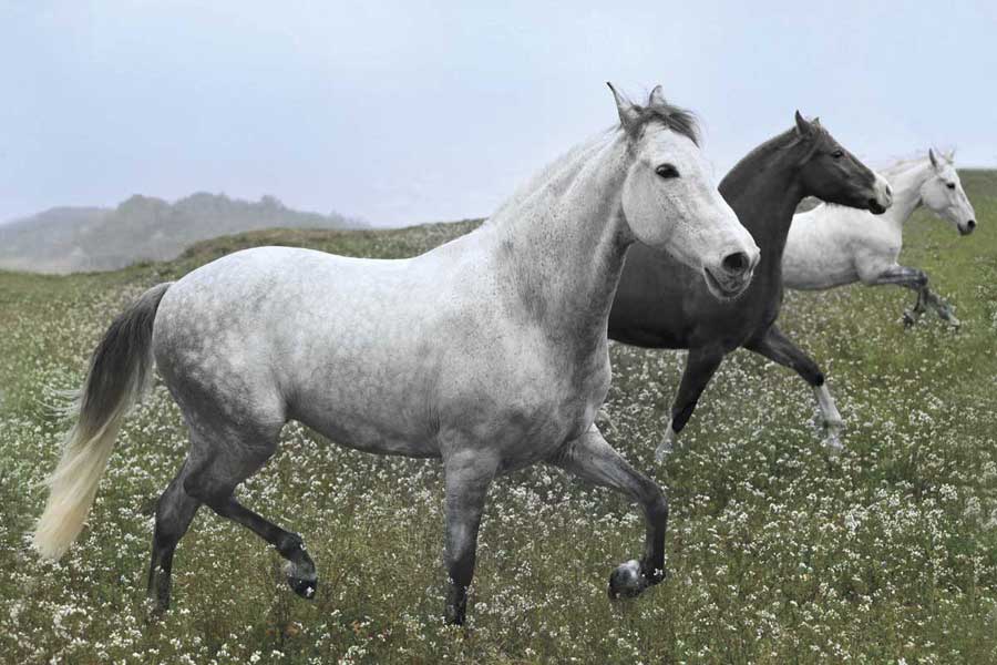 Perfect Pasture by artist  Jorge Llovet