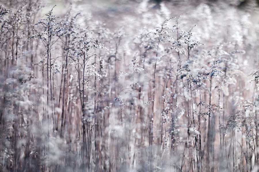 Cotton Tops by artist  Assaf Frank