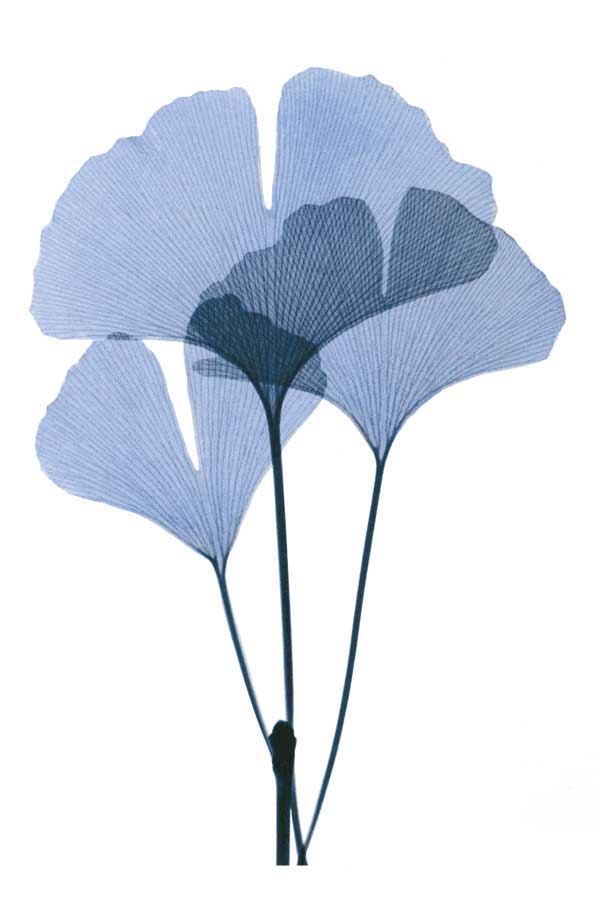 Get Growing I by artist  Acee