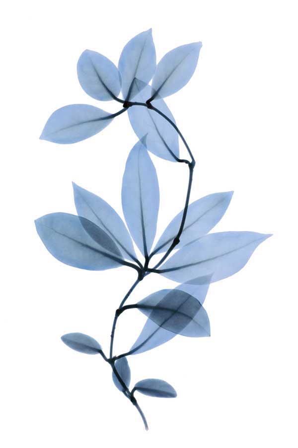 Get Growing II by artist  Acee