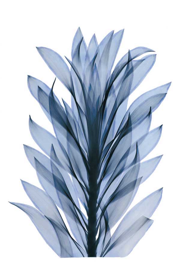 Get Growing III by artist  Acee