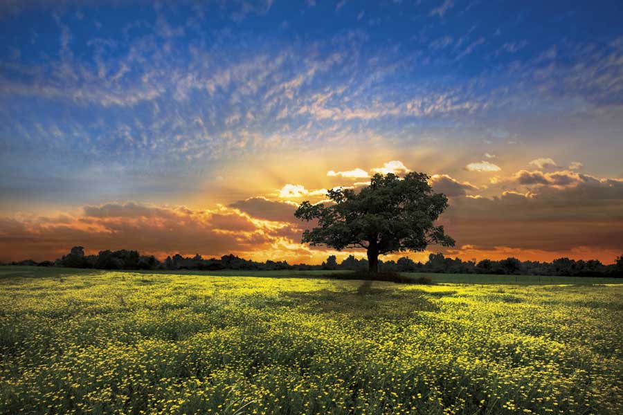 Shadows at Sunset by artist  Celebrate Life Gallery