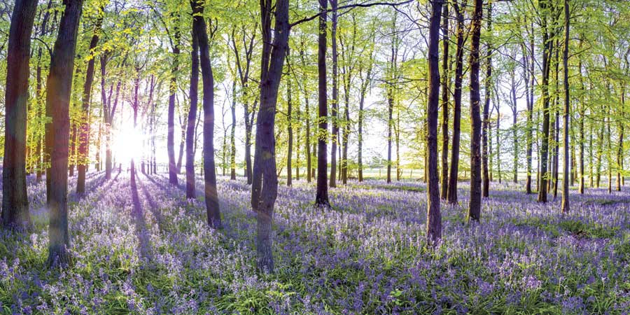 Bluebells & Sunrise by artist  Assaf Frank