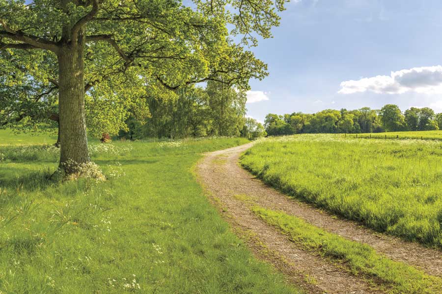 Greenest Pastures by artist  Assaf Frank