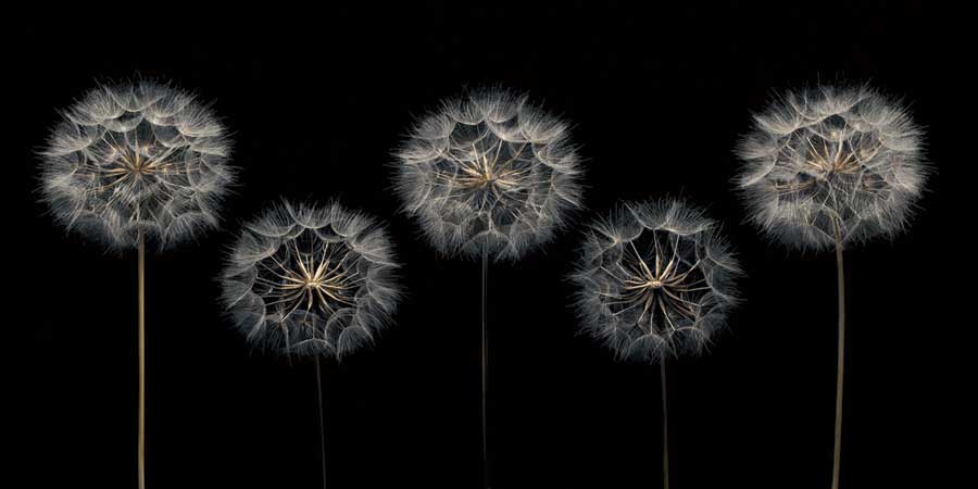 Make A Wish by artist  Assaf Frank