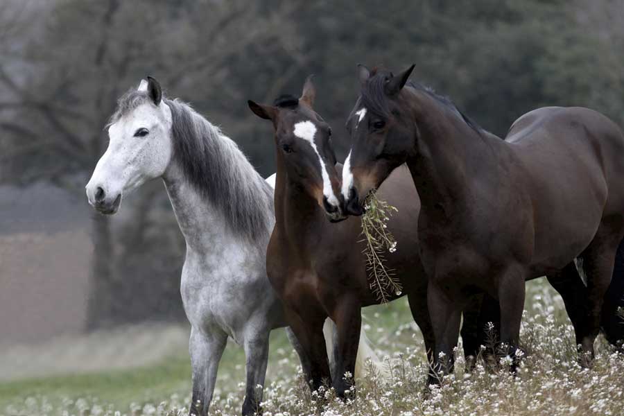 Three's Company by artist  Jorge Llovet