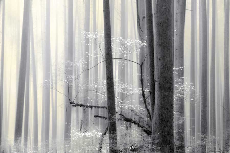 Still Silence by artist  Marvin Pelkey