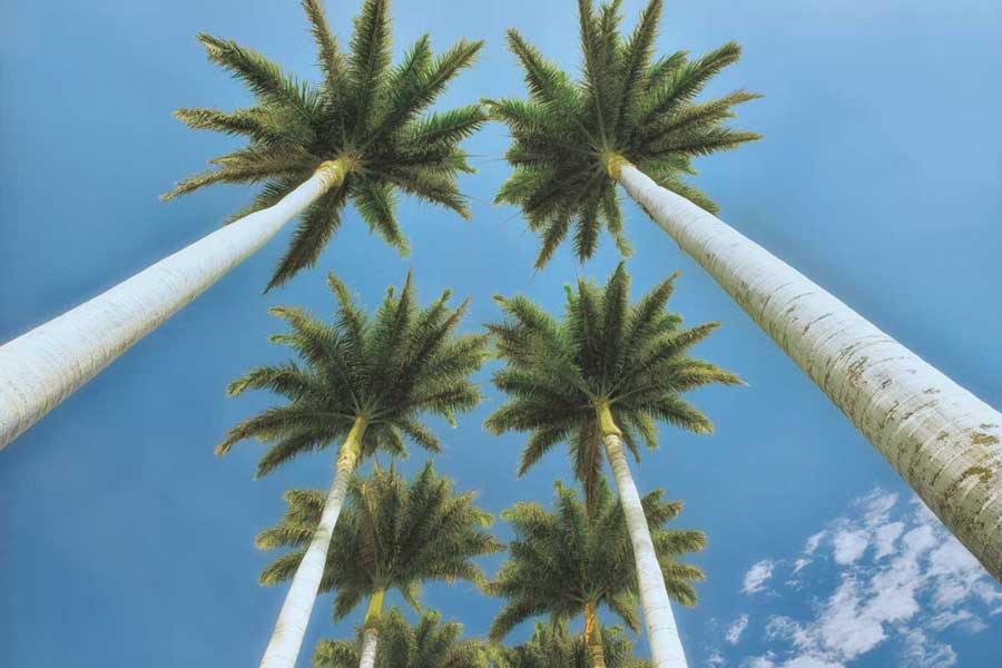 Looking Up by artist  Dennis Frates