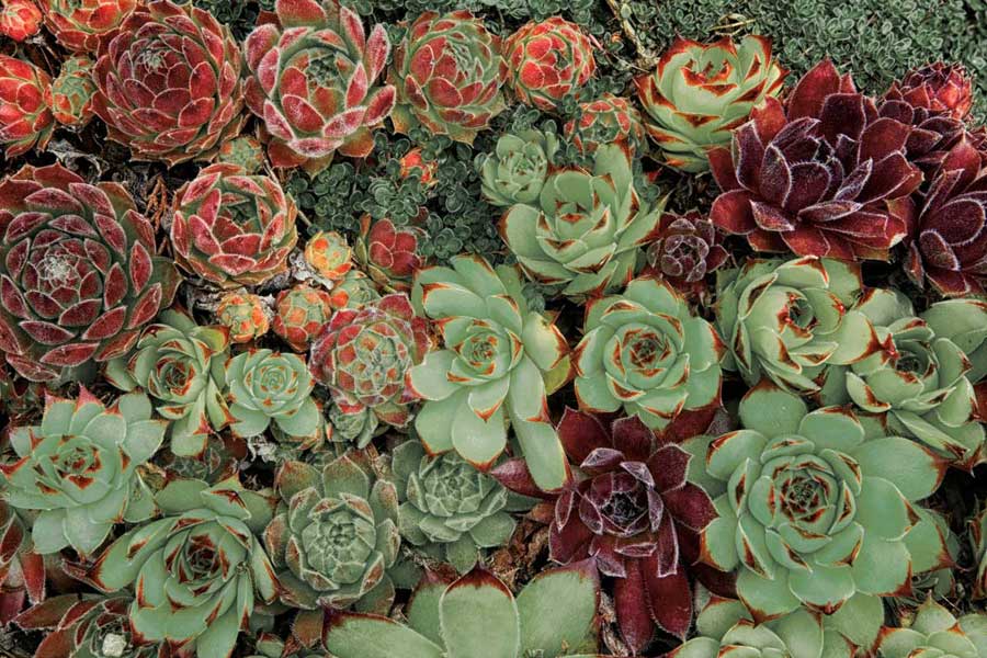 Succulent Collection by artist  Dennis Frates
