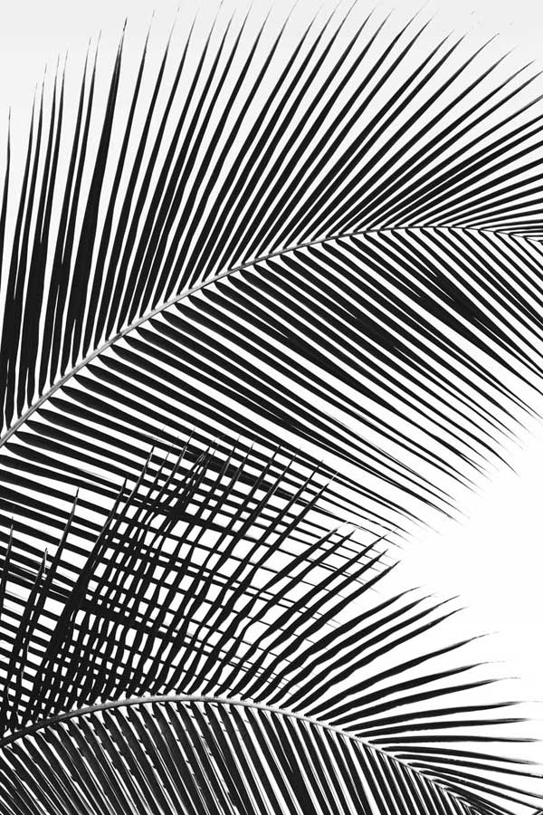 Tropical Fan by artist  Dennis Frates