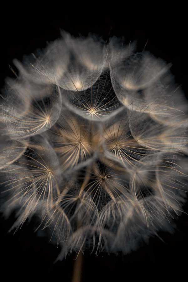 Fragile Beauty by artist  Assaf Frank