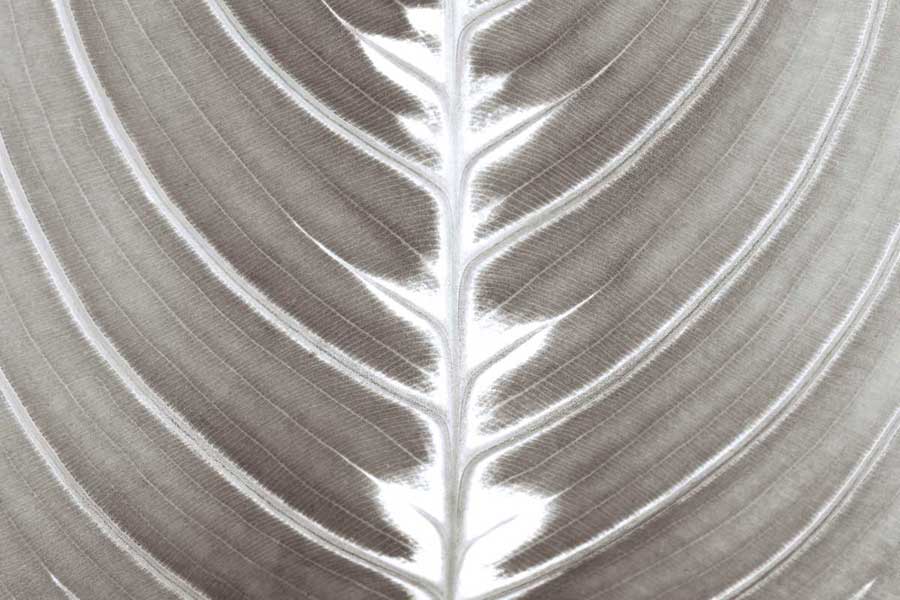 Nature's Beauty by artist  Assaf Frank