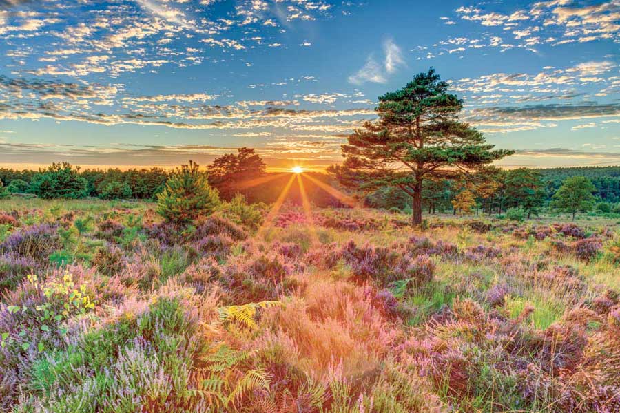 Heathland Sunset by artist  Assaf Frank
