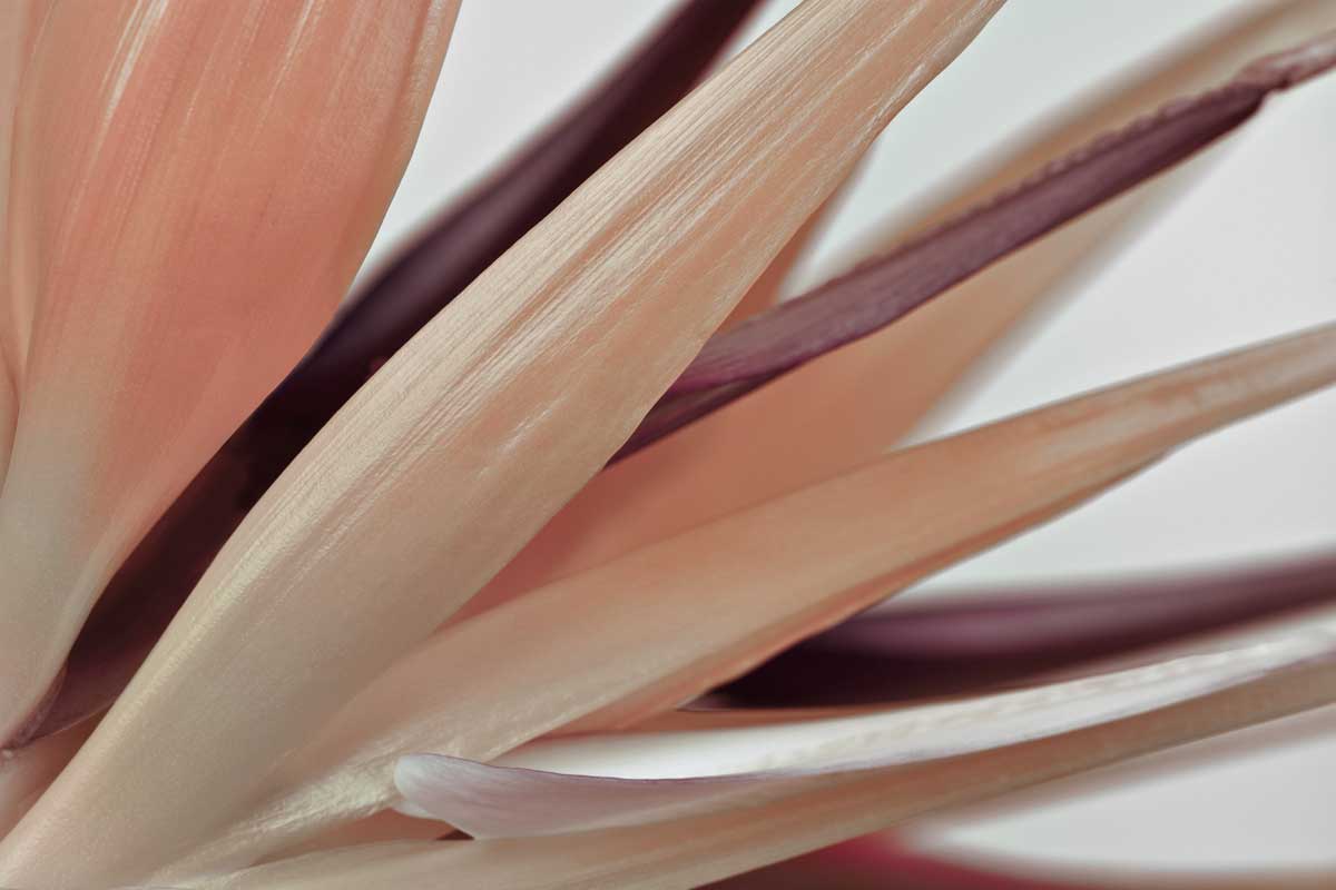 Heliconia Harmony by artist  Assaf Frank