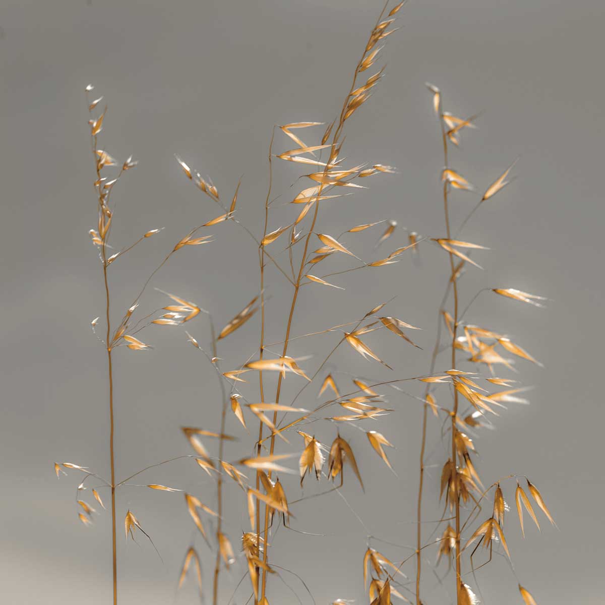 Shimmer by artist  Assaf Frank