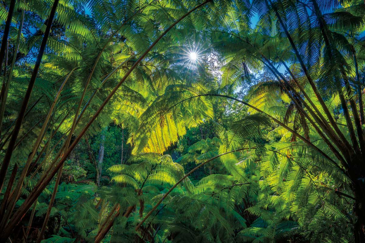 Tropical Shade by artist  Dennis Frates