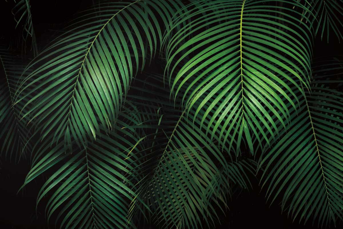 Tropical Canopies by artist  Dennis Frates