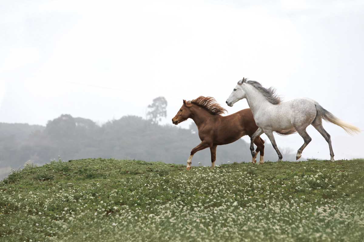 Together Forever by artist  Jorge Llovet