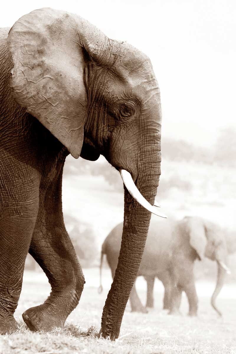 Wandering by artist  Jorge Llovet