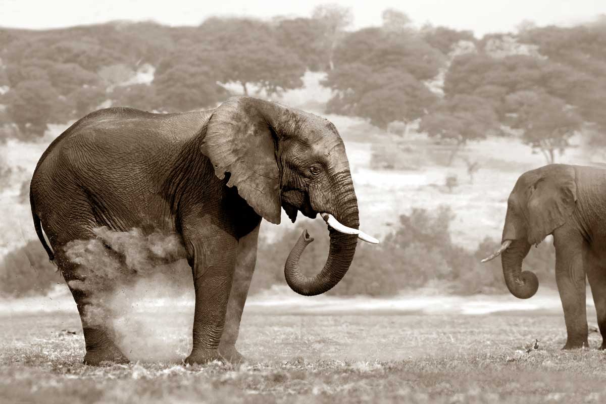 Bath Time by artist  Jorge Llovet