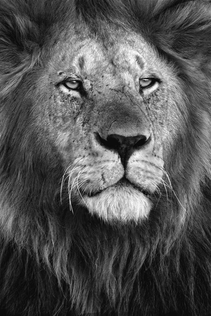 Pride by artist  Xavier Ortega