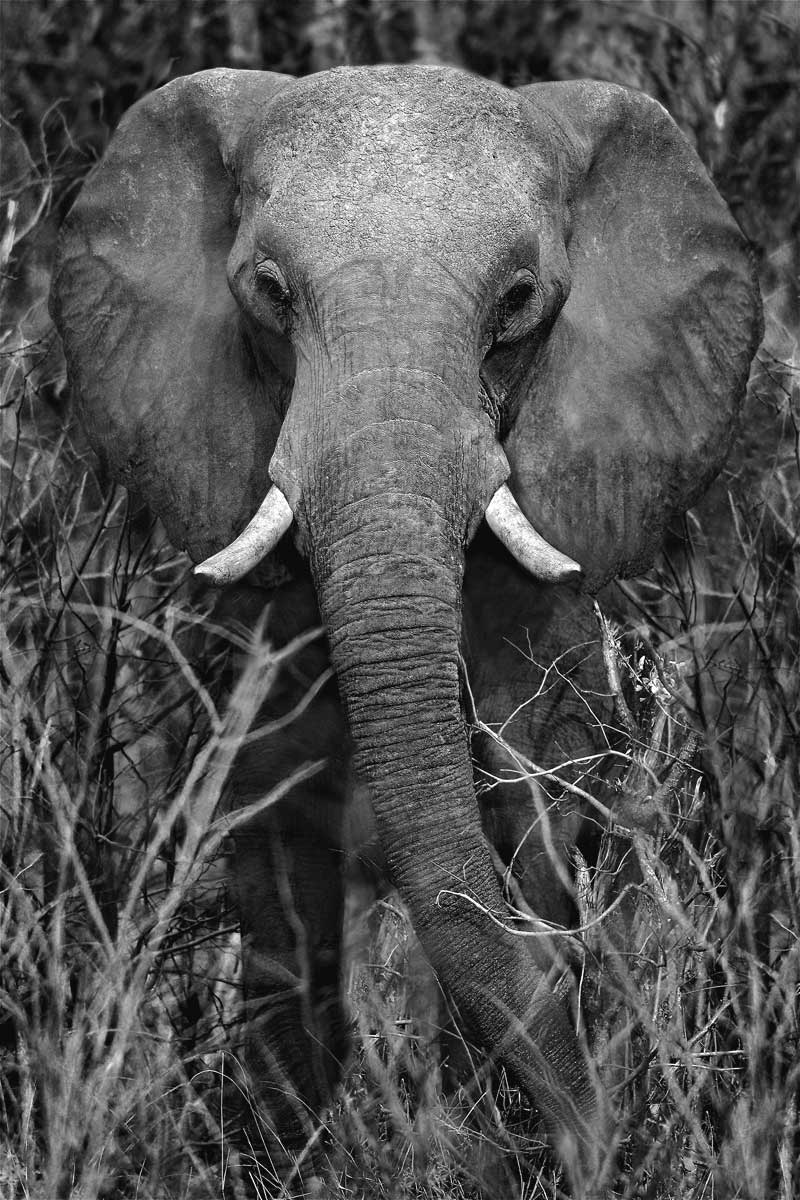 Strength by artist  Xavier Ortega