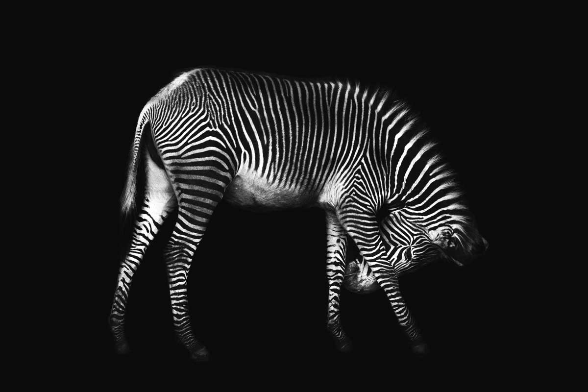 Zebra Solo by artist  Xavier Ortega