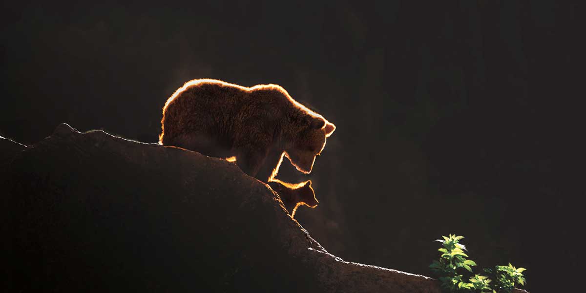 Protection by artist  Xavier Ortega