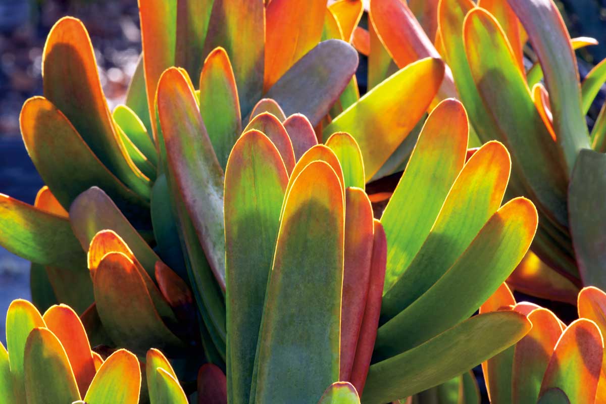 Aloe Fan by artist  Dennis Frates