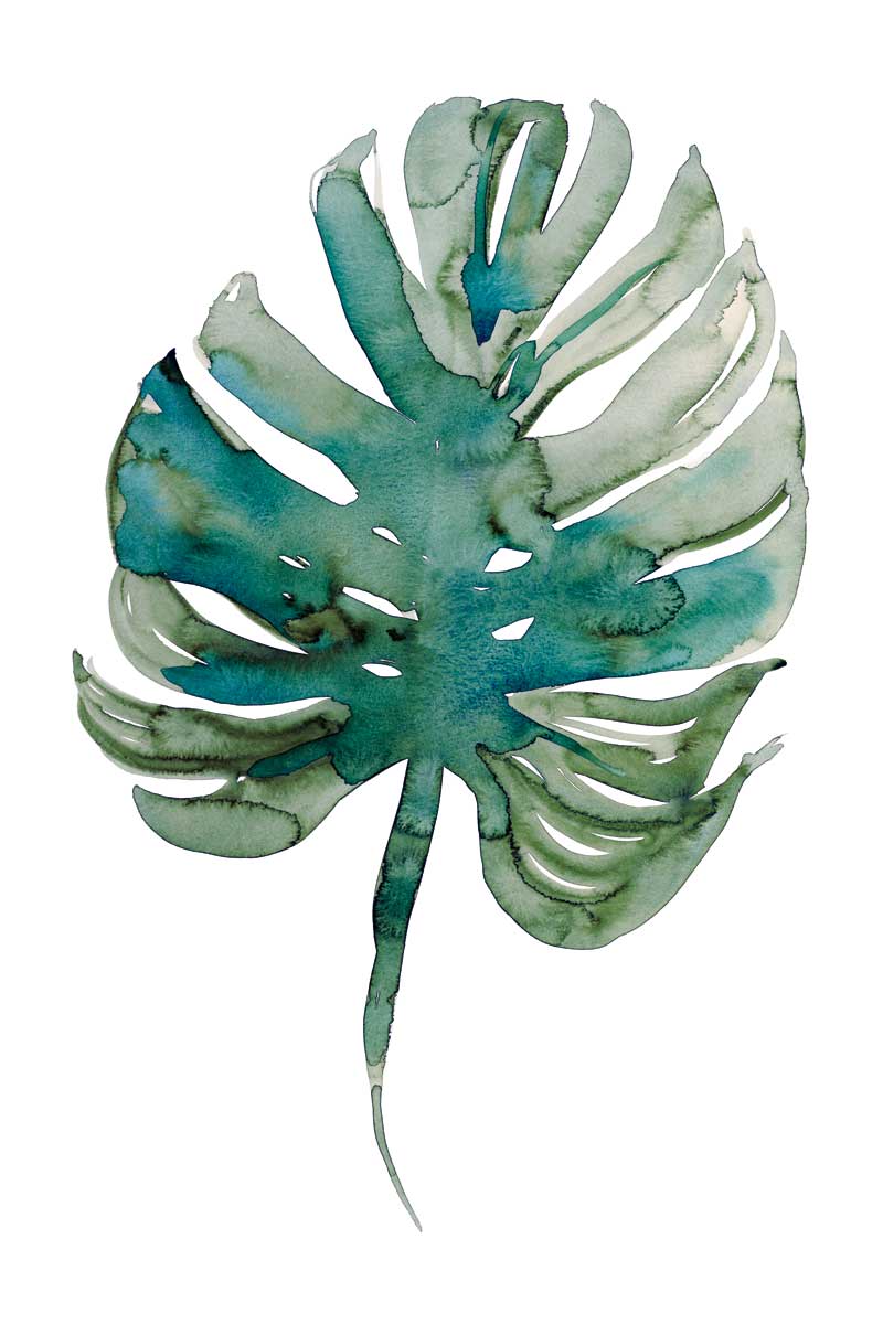 Monstera by artist  Marina Billinghurst