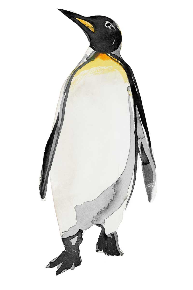 Penguin I by artist  Marina Billinghurst