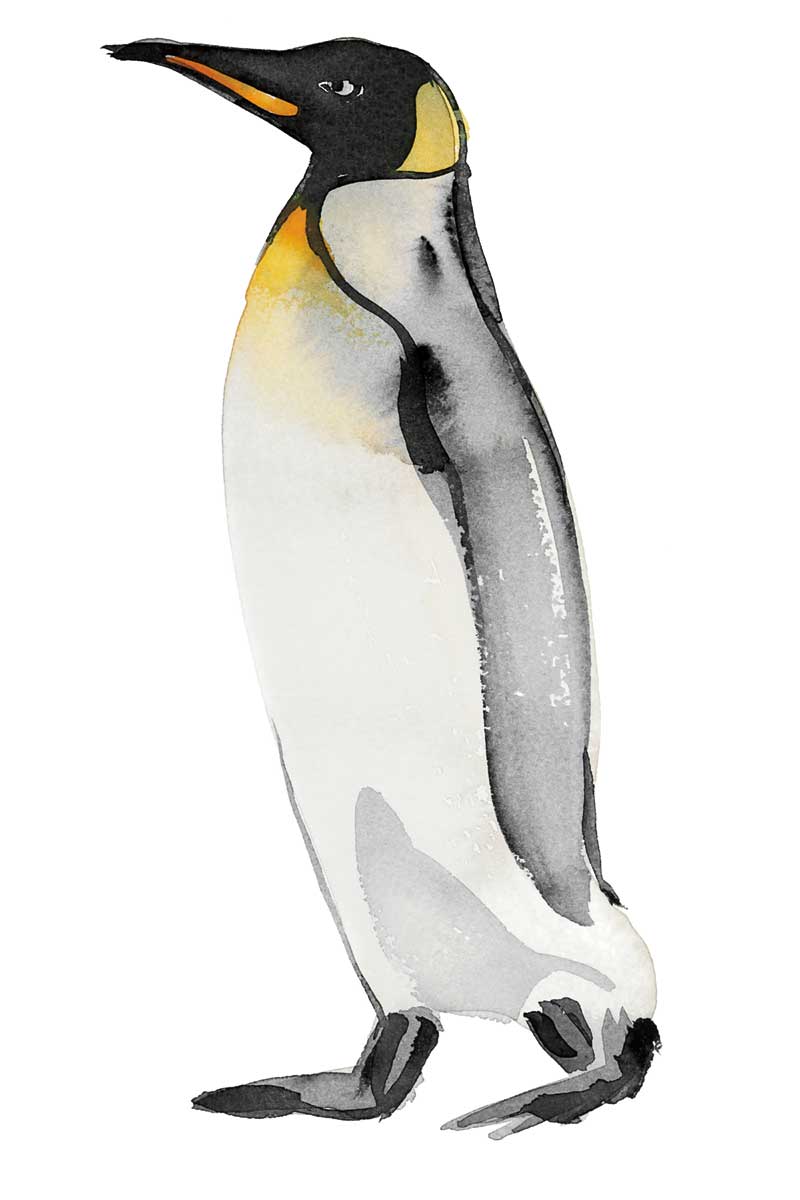 Penguin II by artist  Marina Billinghurst