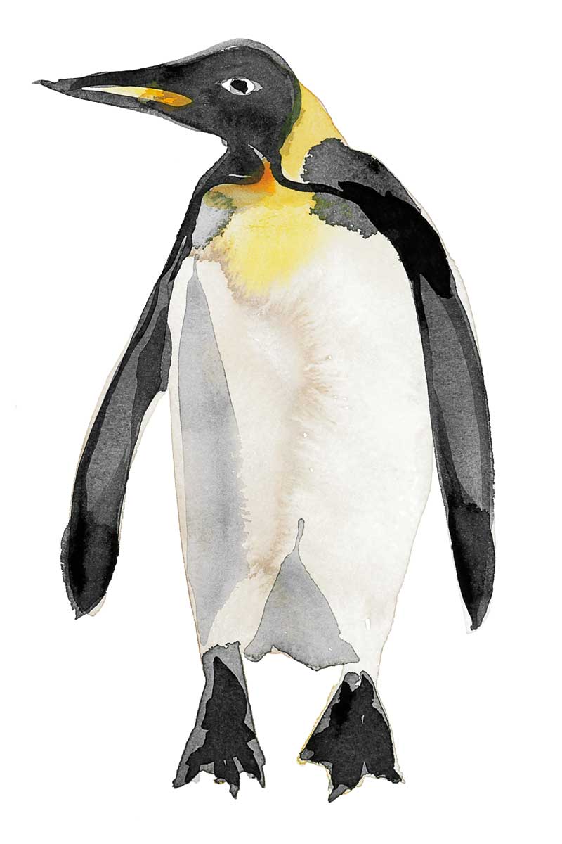 Penguin III by artist  Marina Billinghurst