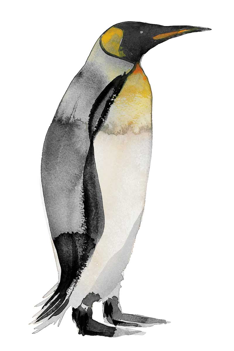 Penguin IV by artist  Marina Billinghurst
