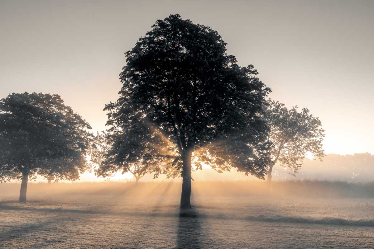 Hidden Treasure by artist  Assaf Frank