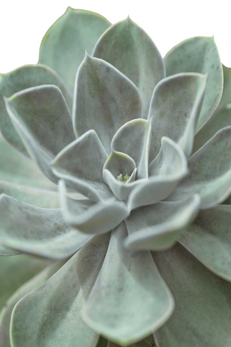 Echeveria by artist  Assaf Frank