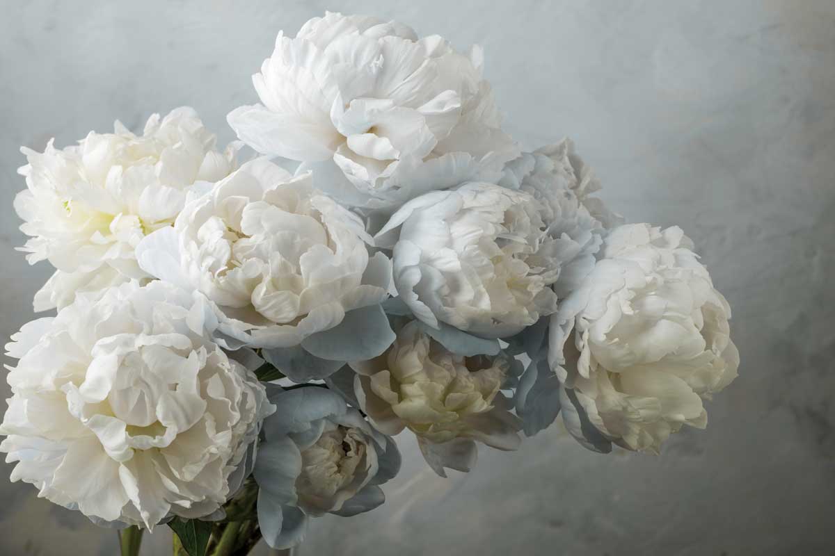 A Gift of Peonies by artist  Assaf Frank