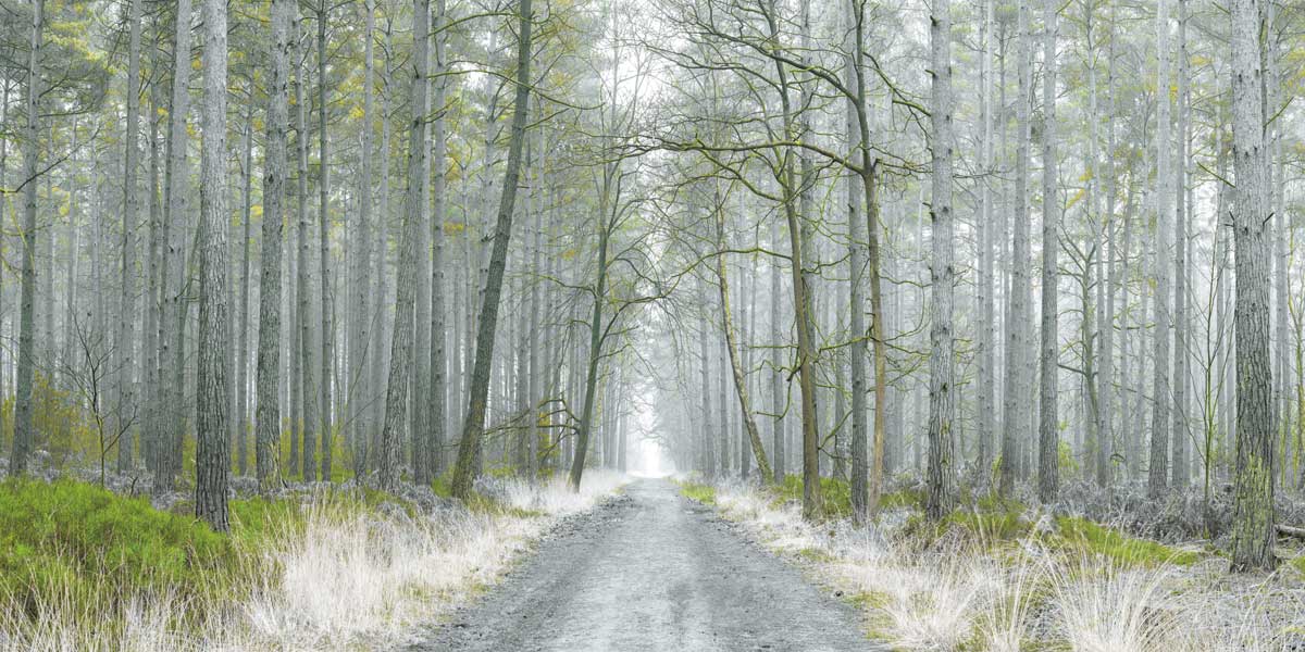 Going Places by artist  Assaf Frank