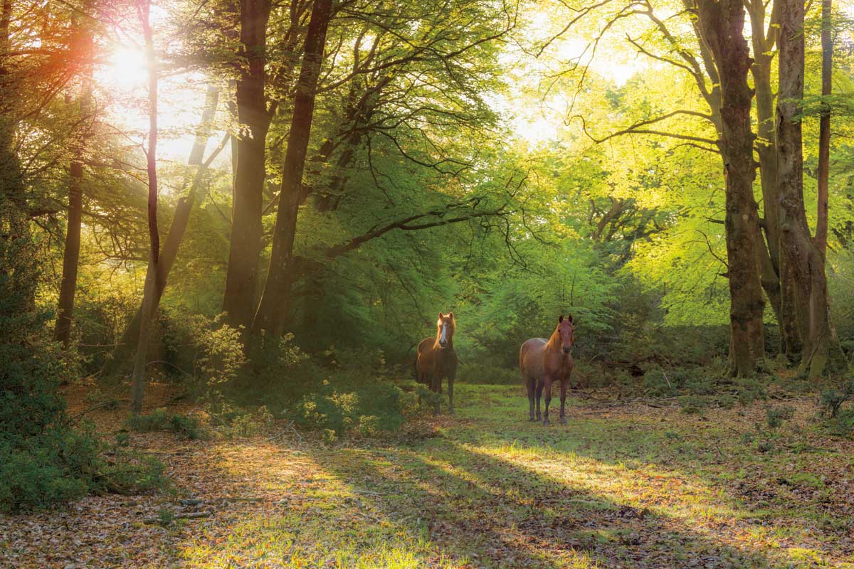 Good Morning by artist  Assaf Frank