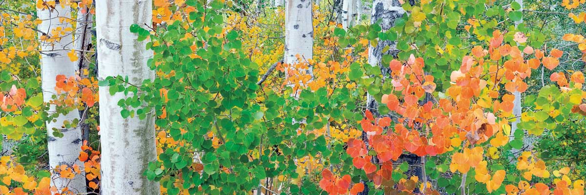 Forest Colors by artist  Dennis Frates