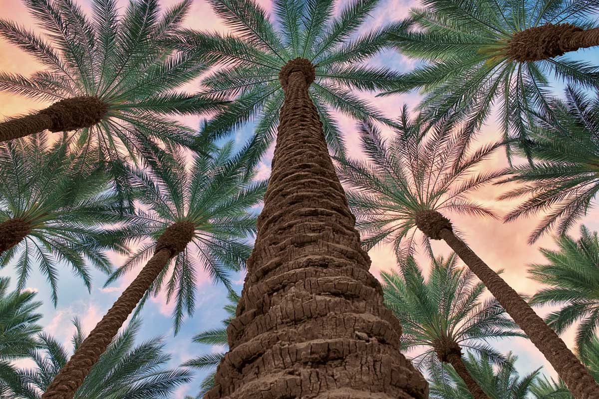 Tropical Views by artist  Dennis Frates