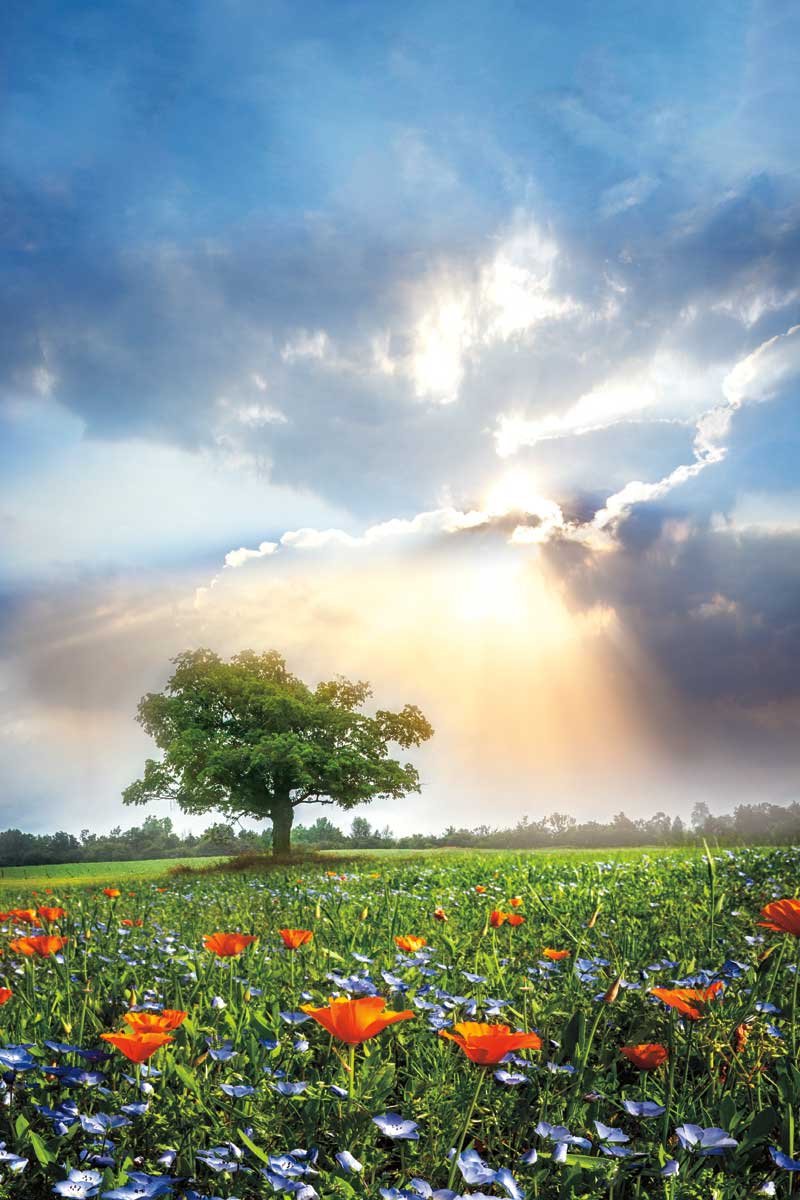 Glowing Sunset After the Rain by artist  Celebrate Life Gallery