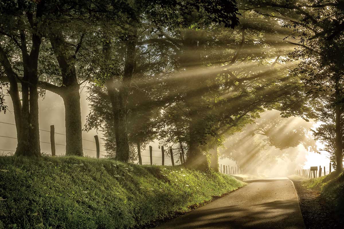 All Aglow by artist  D. Burt