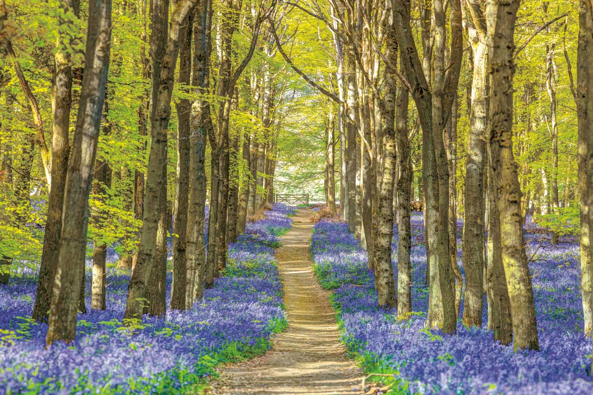 Forest Bluebells by artist  Assaf Frank