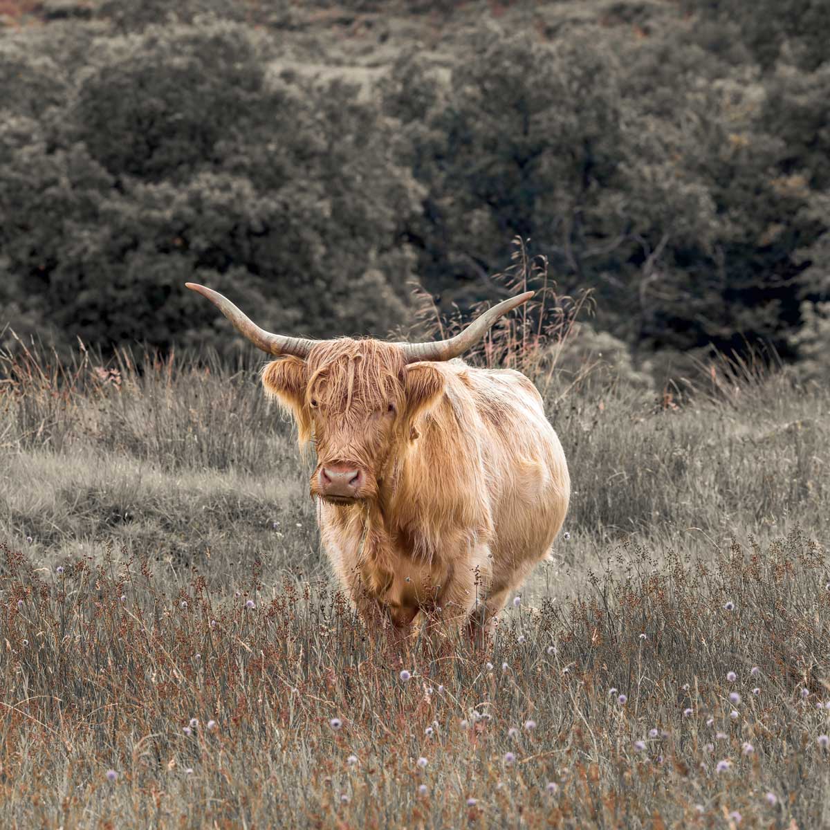 Highland Cow I by artist  Assaf Frank