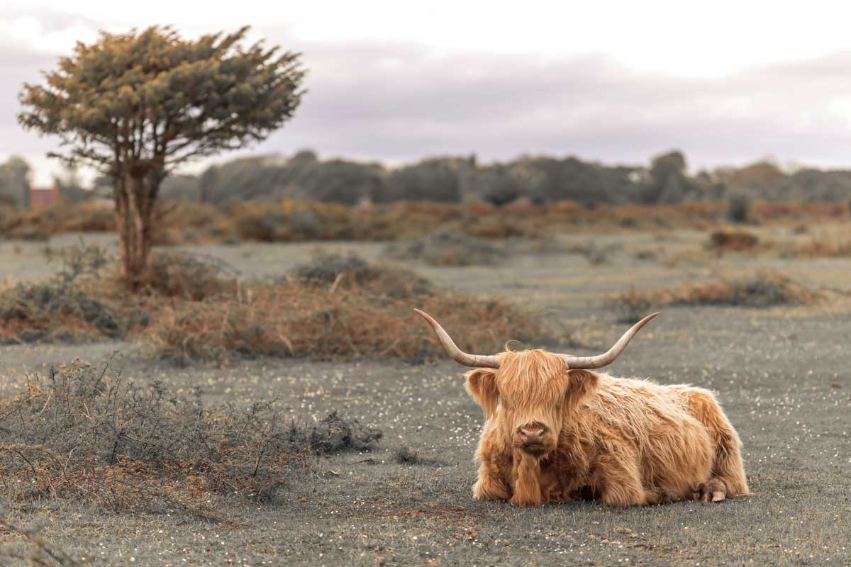 Highland Cow II by artist  Assaf Frank